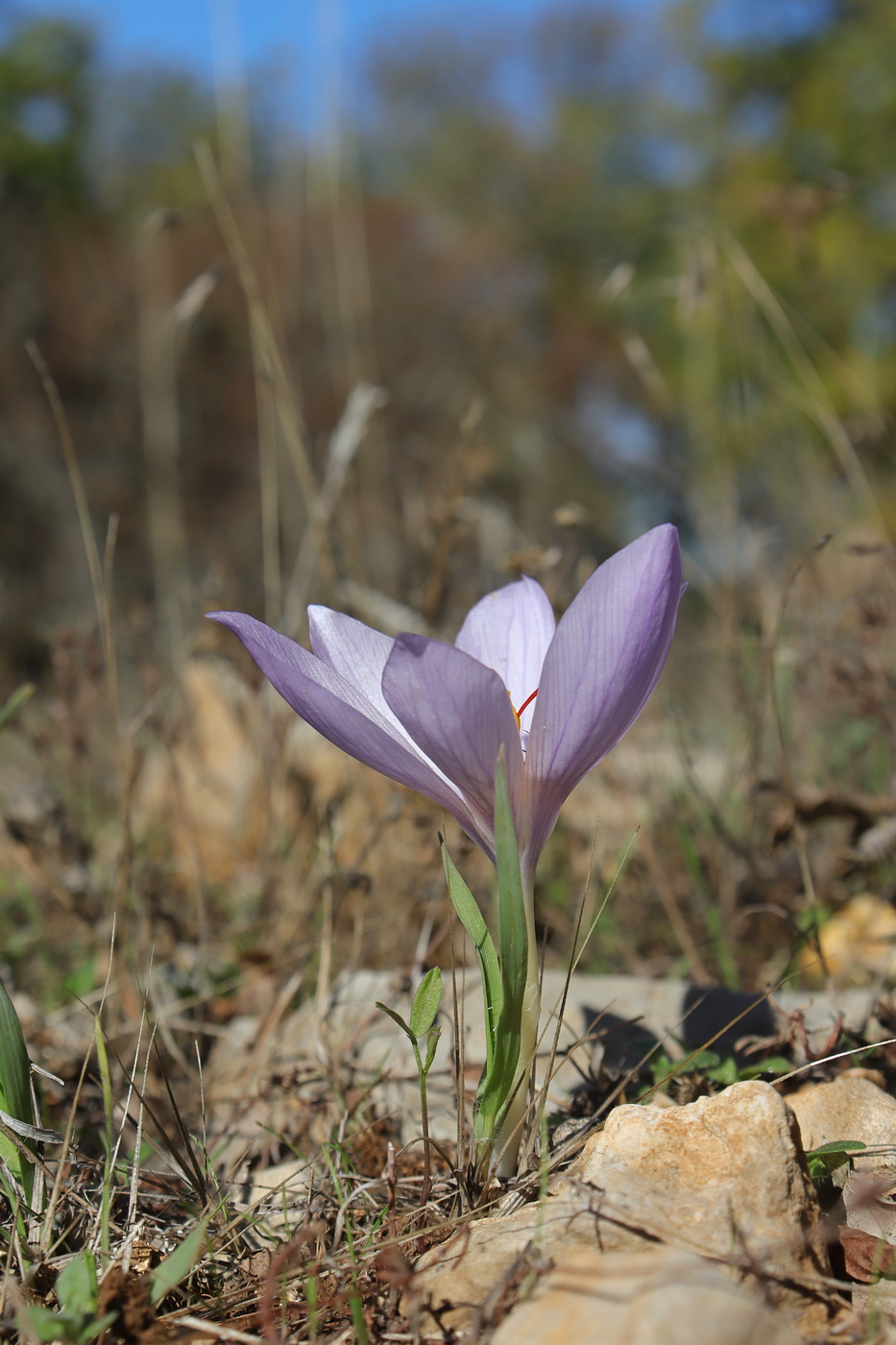 Image of Crocus pallasii specimen.