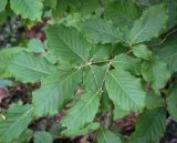 Fagus orientalis. Верхушка веточки. Абхазия, Гагрский р-н, 1650 м н.у.м., широколиственный лес, обочина грунтовой дороги. 12.06.2025.