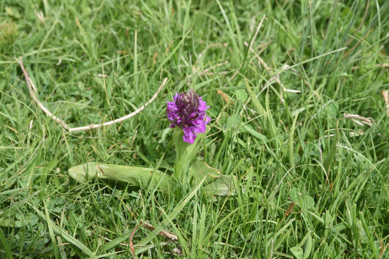 Image of genus Dactylorhiza specimen.