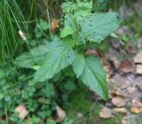 род Scrophularia. Плодоносящее растение. Калужская обл., Ульяновский р-н, участок р. Вытебеть между руч. Полянка и руч. Ржевка. 30 августа 2024 г.