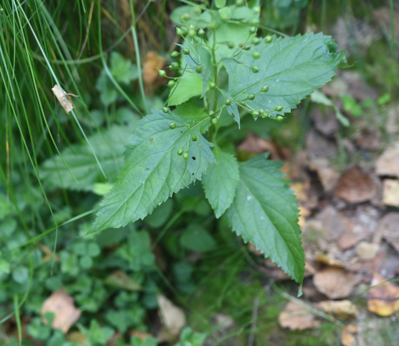 Изображение особи род Scrophularia.
