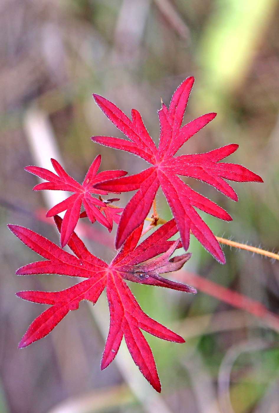 Image of Geranium sanguineum specimen.
