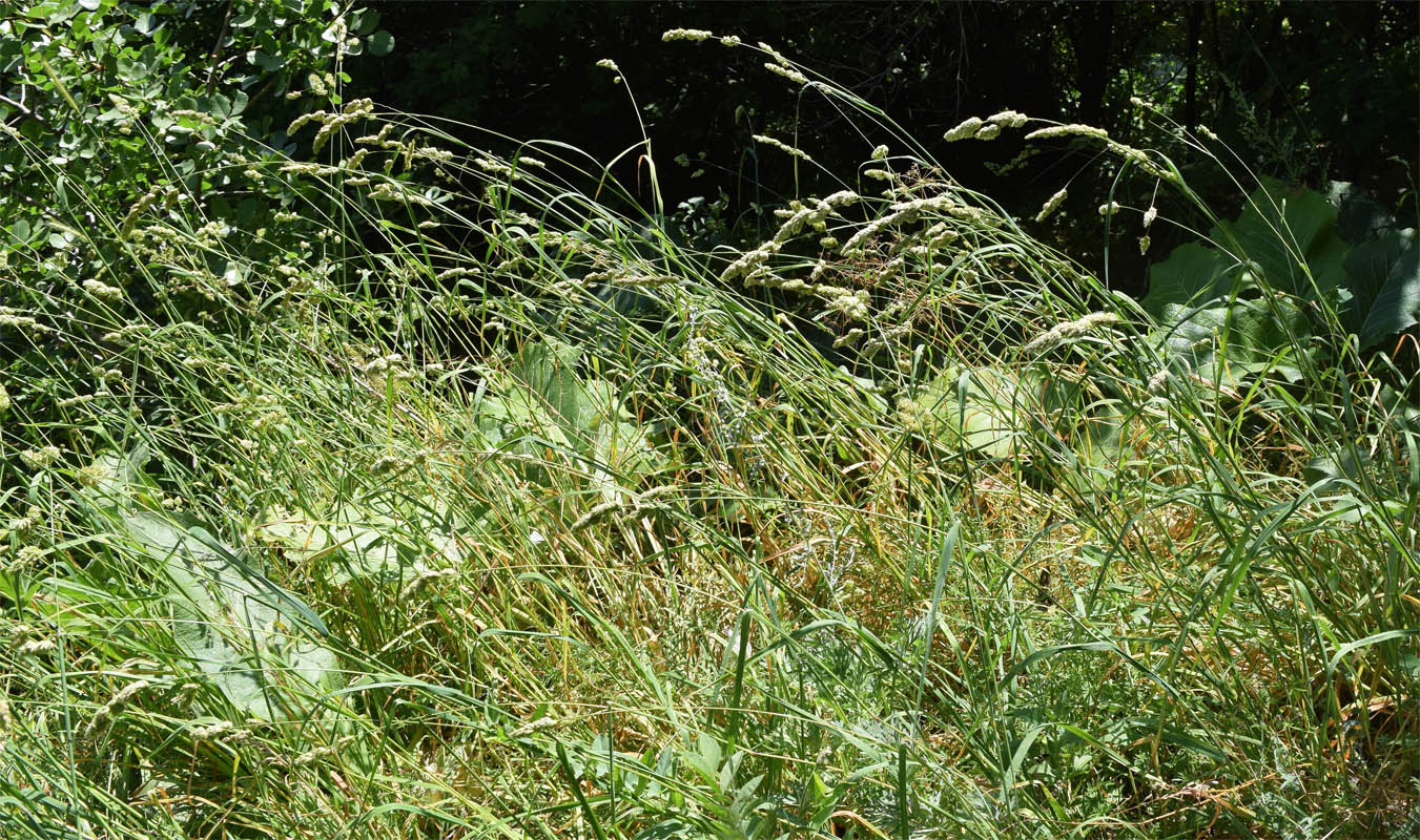 Изображение особи Dactylis glomerata.