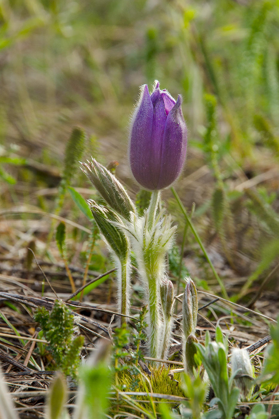 Изображение особи Pulsatilla patens.
