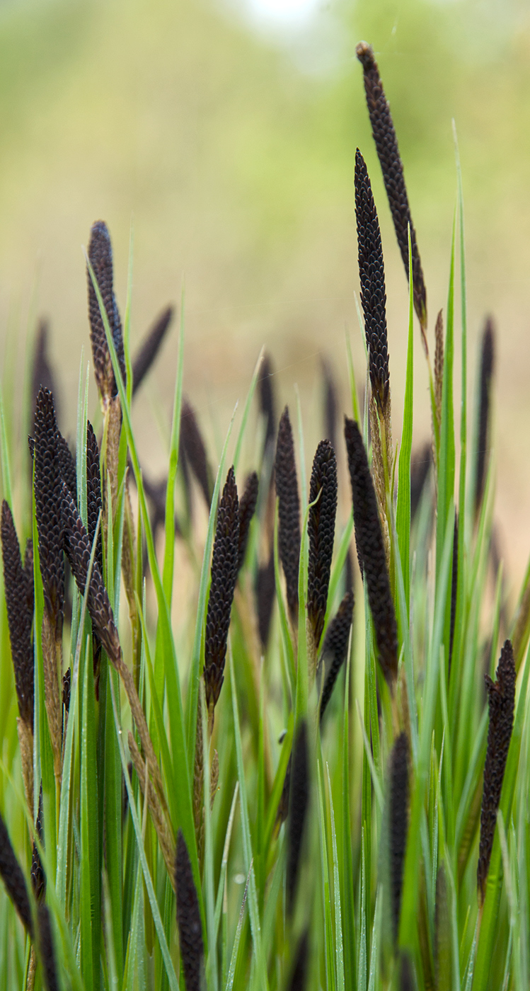 Image of genus Carex specimen.