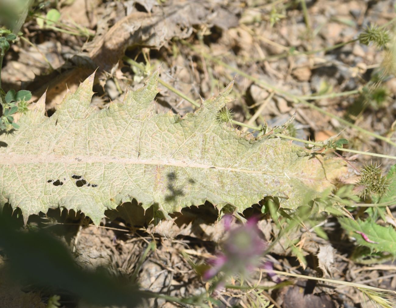 Image of genus Carduus specimen.