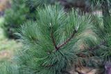 genus Pinus. Верхушка ветки. Санкт-Петербург, Московский р-н, Пулковский парк, в озеленении. 02.11.2025.