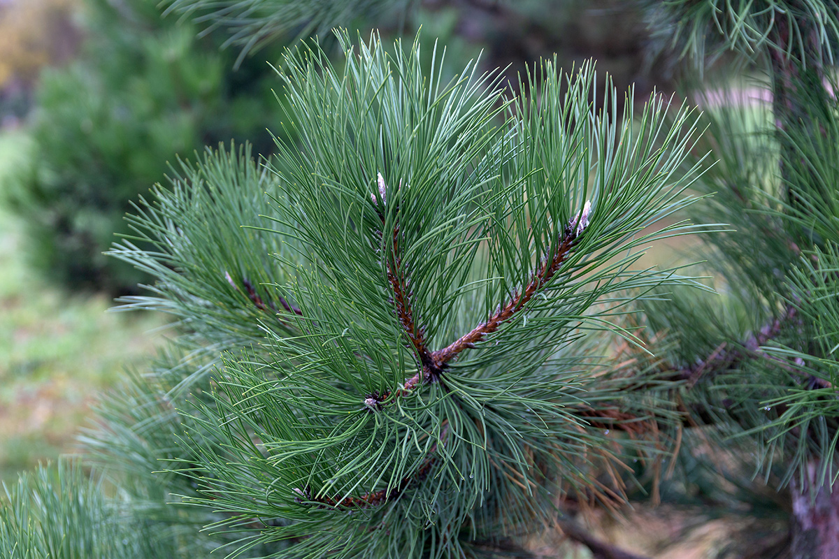 Image of genus Pinus specimen.