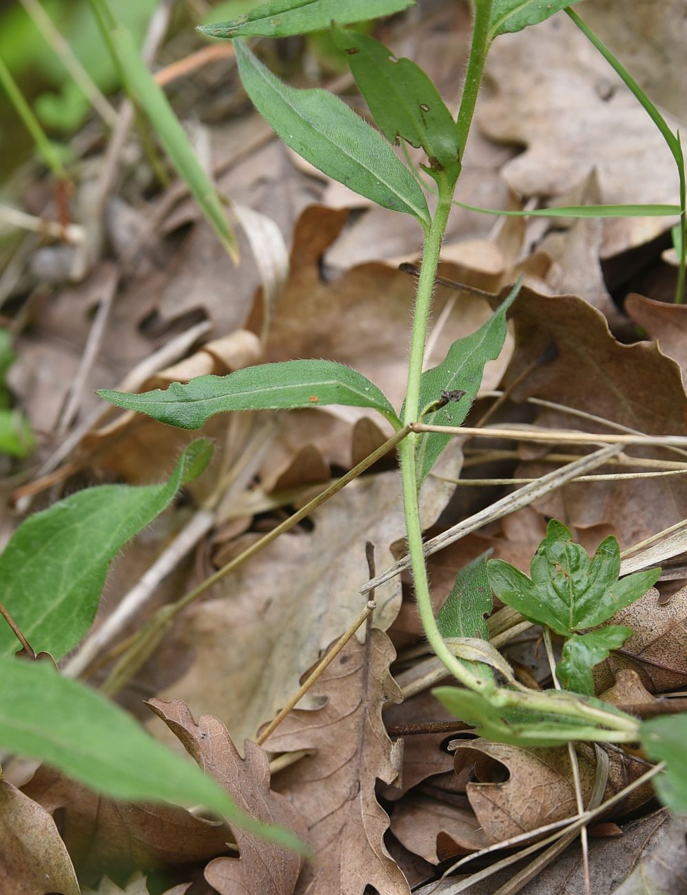 Изображение особи Aegonychon purpurocaeruleum.