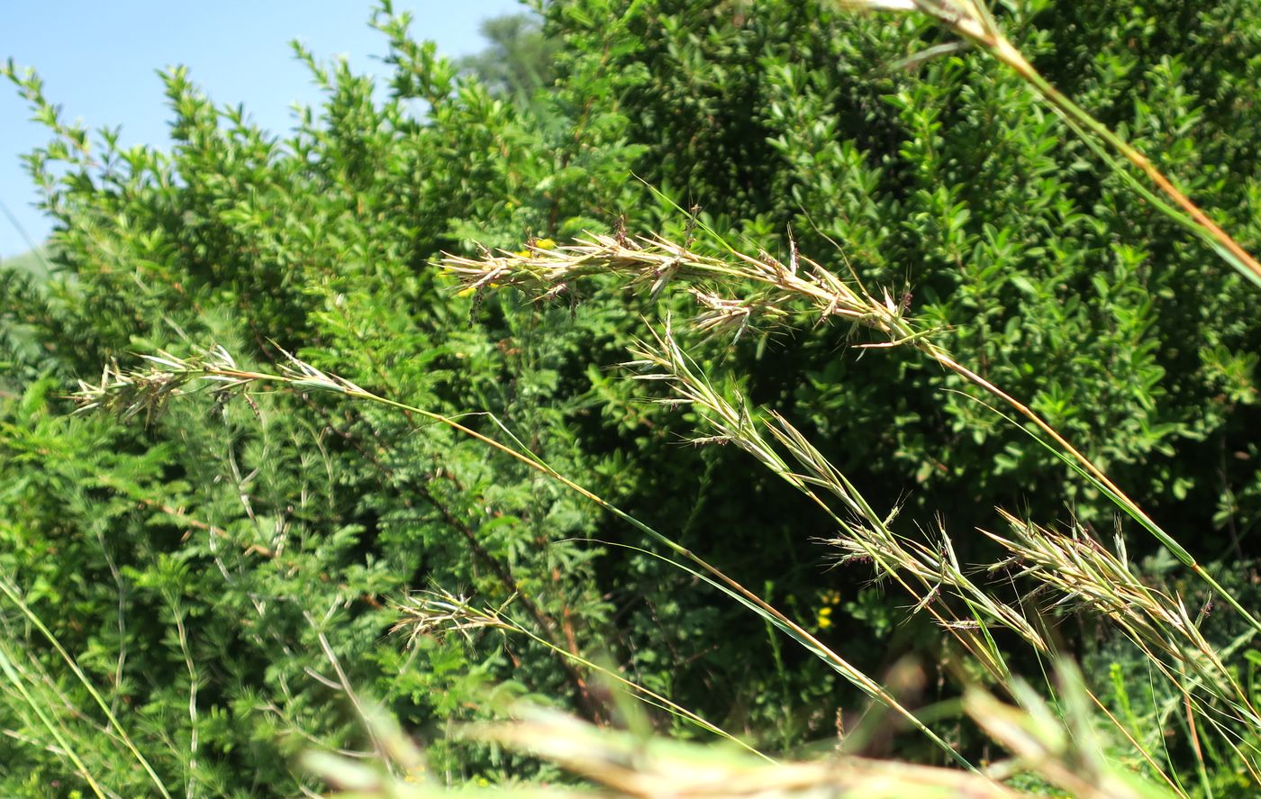 Изображение особи род Cymbopogon.