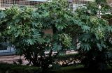 Fatsia japonica