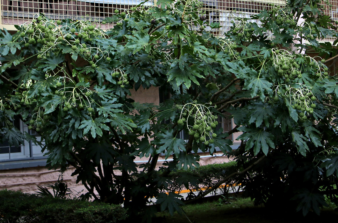 Image of Fatsia japonica specimen.