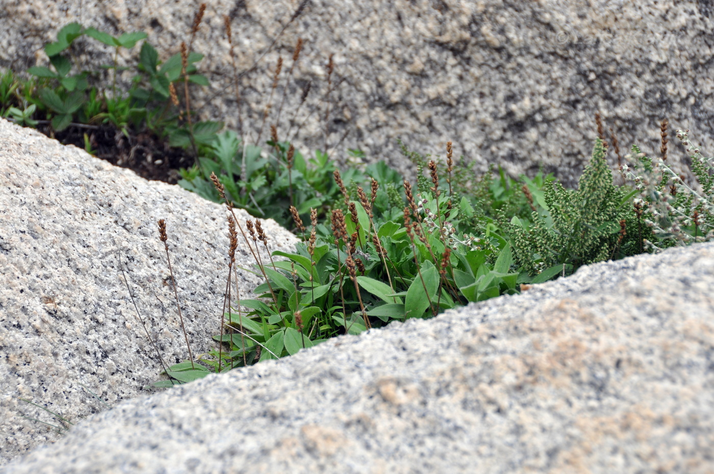 Изображение особи Plantago camtschatica.