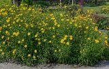 Coreopsis grandiflora. Цветущие растения. Китай, г. Шанхай, в культуре. 25.05.2025.