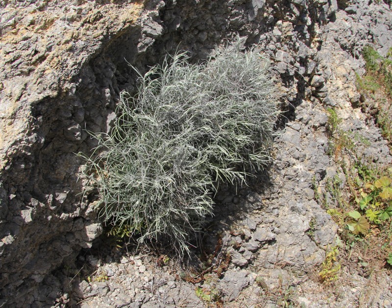 Image of Helichrysum italicum specimen.