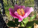 Paeonia daurica