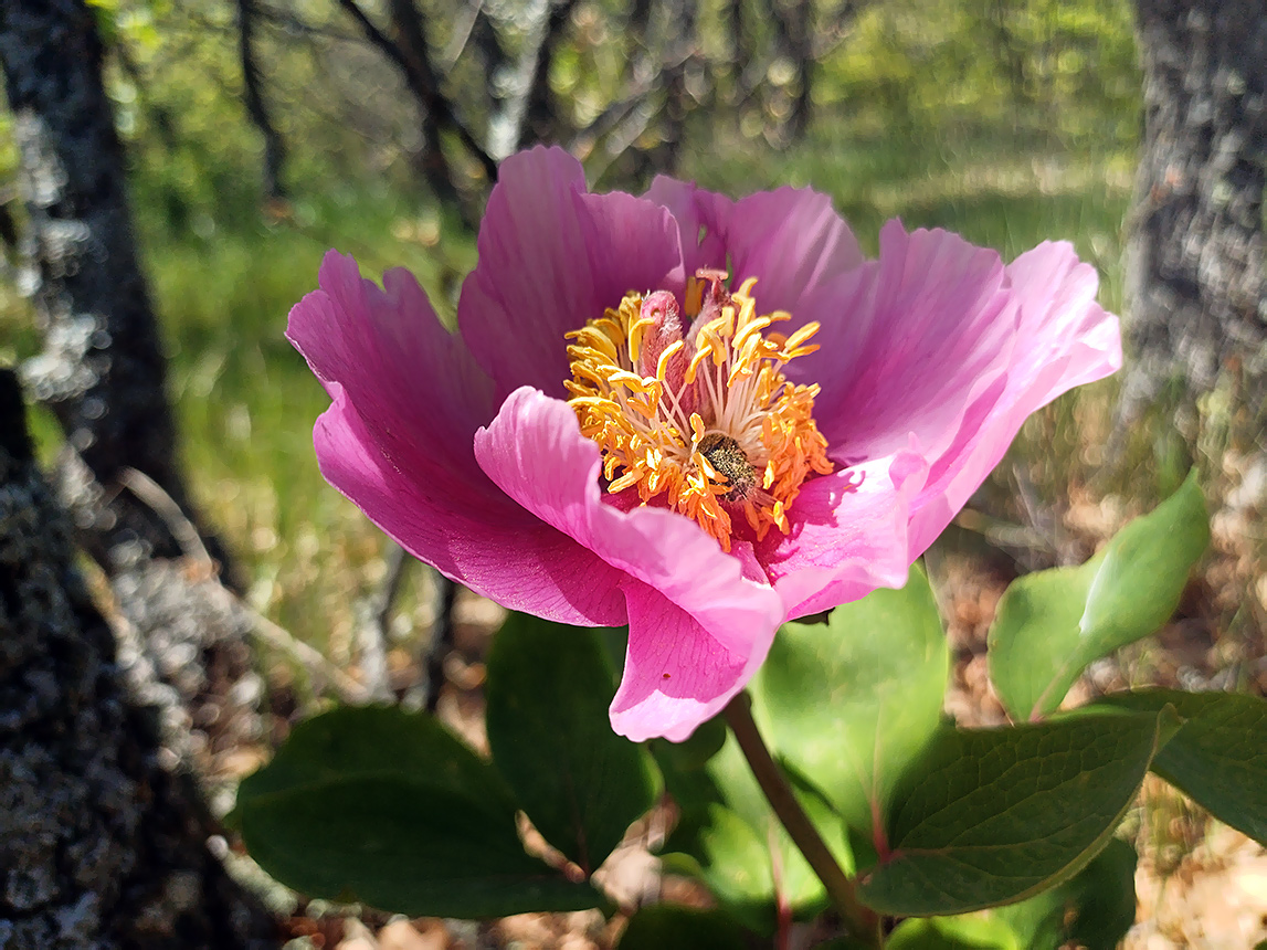 Изображение особи Paeonia daurica.