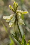 семейство Fabaceae