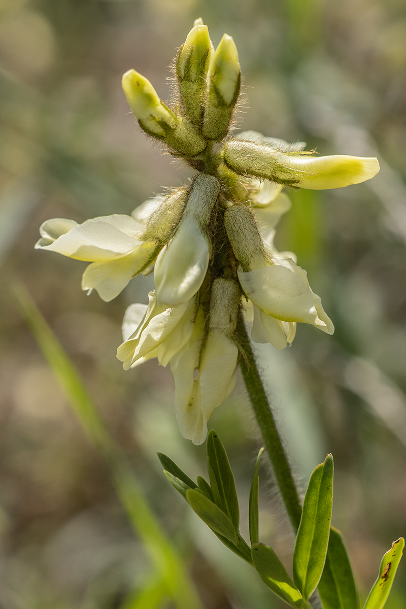 Image of familia Fabaceae specimen.