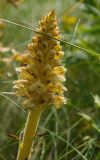 род Orobanche. Верхушка побега с соцветием. Оренбургская обл., Саракташский р-н, Жёлтинский сельсовет, окр. хут. Султанбаево, луговая степь. 9 июня 2025 г.