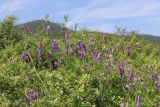 Vicia varia. Цветущие побеги. Крым, Севастополь, Байдарская дол., окр. с. Озёрное, закустаренная поляна. 06.06.2026.