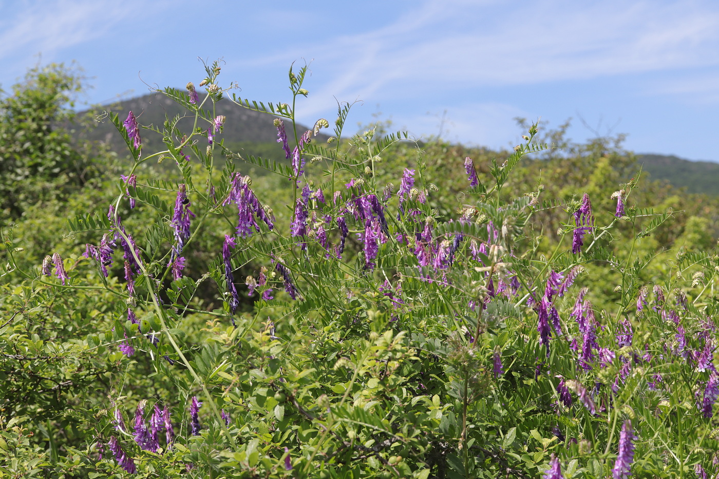 Изображение особи Vicia varia.