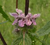 Phlomoides tuberosa. Соцветие. Красноярский край, г. Красноярск, гора Караульная, южный склон. 20.06.2026.