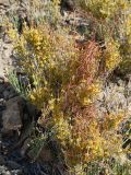 Cuscuta pamirica. Растение с развивающимися цветками, паразитирующее на Ephedra. Таджикистан, Горно-Бадахшанская автономная обл., Рушанский р-н, хр. Северо-Аличурский, Ирхтские горы, Сарезское оз., Ирхтский залив, полуостров в устье р. Лянгар, выс. ≈ 3250 м н.у.м., каменистый склон. 25 июня 2026 г.