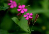 Silene armeria