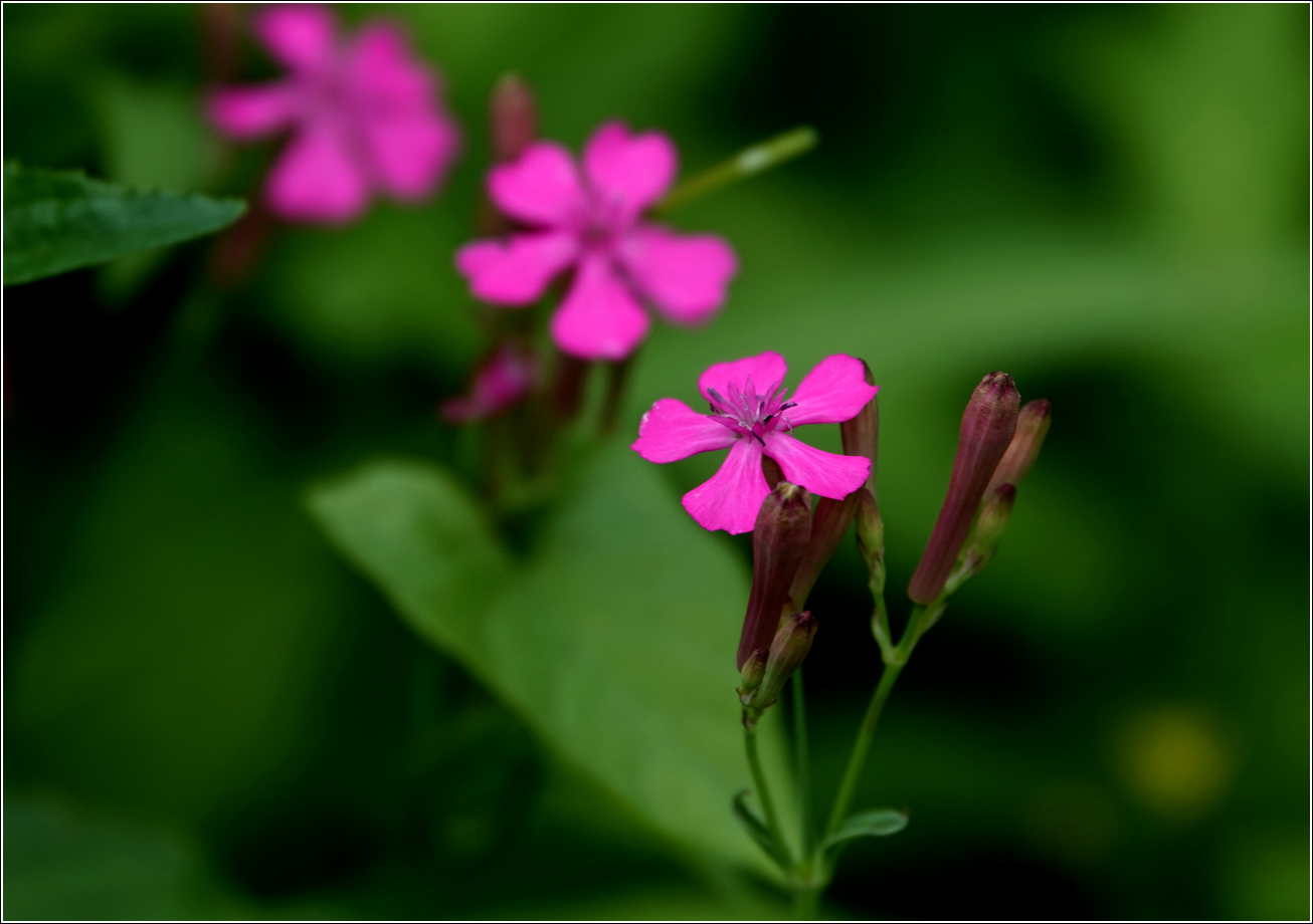 Изображение особи Silene armeria.