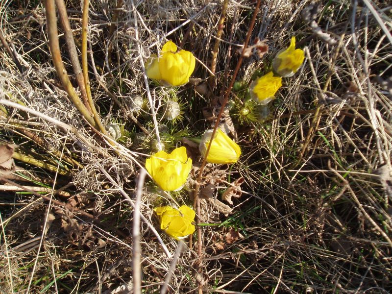 Изображение особи Adonis vernalis.