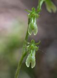 Listera pinetorum. Цветки. Хабаровский край, р-н имени Лазо, верховье р. Ко, выс. ≈ 880 м н.у.м., долинный хвойный лес. 03.08.2026.