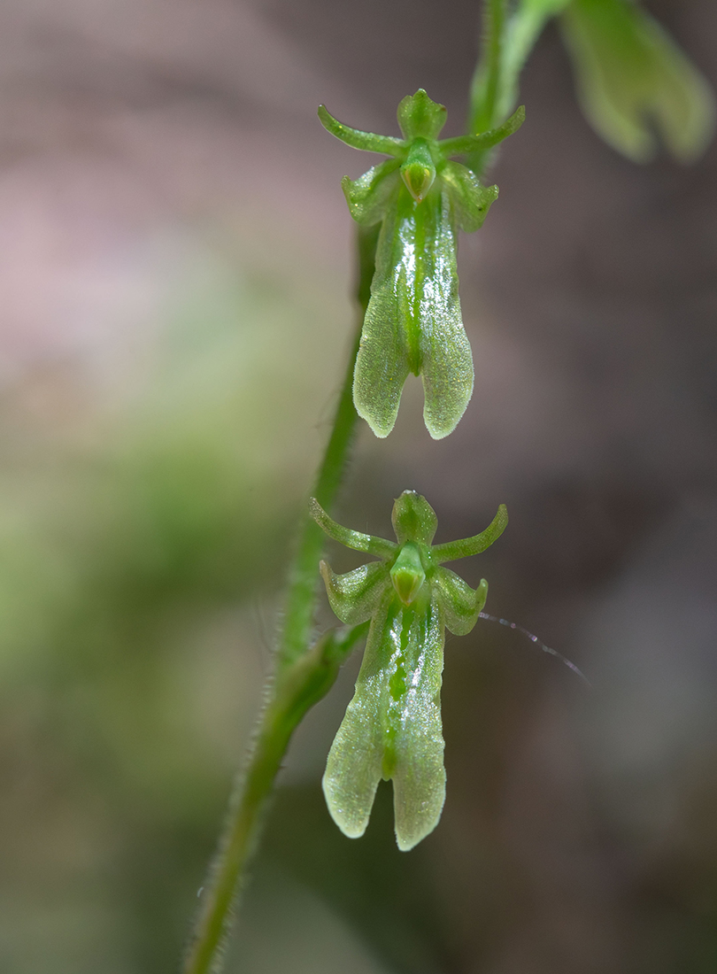Image of Listera pinetorum specimen.