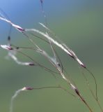 Ptilagrostis alpina. Часть соплодия. Хабаровский край, р-н имени Лазо, гора Ко, седловина между горами Столовая и Ко, выс. ≈ 1750 м н.у.м., каменная россыпь. 02.08.2026.