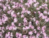 genus Acantholimon. Цветущие растения. Армения, Ширакская обл., гора Артени, горная степь. 16.07.2023.