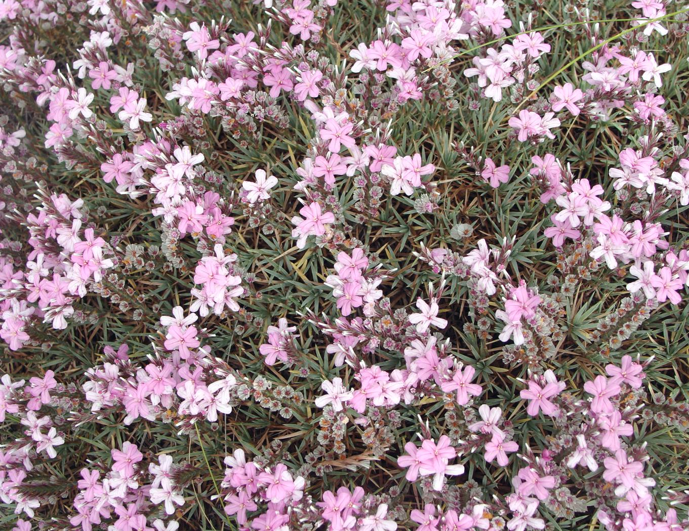 Image of genus Acantholimon specimen.