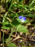 genus Veronica. Цветок. Турция, ил Артвин, у храма Отхта, луг. 13 июня 2026 г.