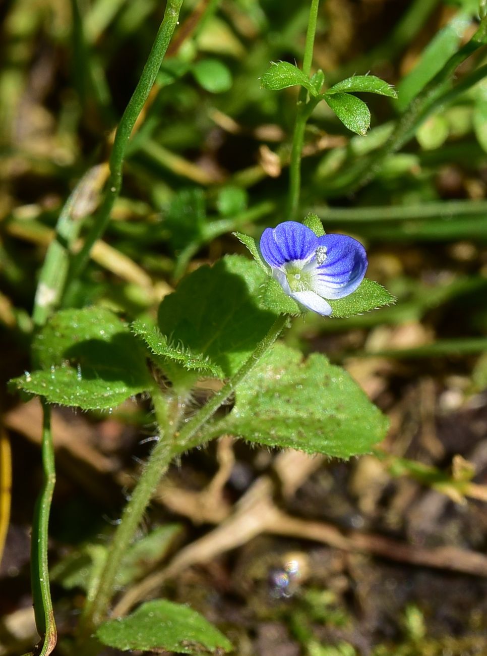 Image of genus Veronica specimen.