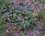 Prunella vulgaris