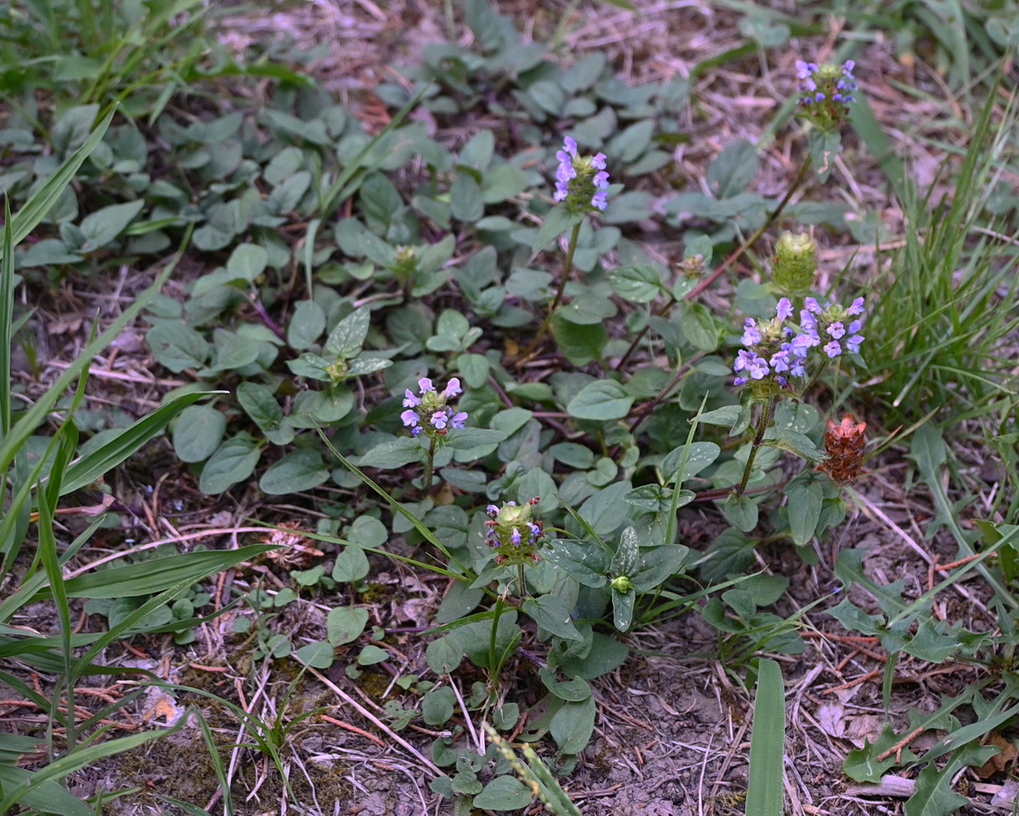 Image of Prunella vulgaris specimen.