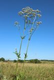 Valeriana officinalis