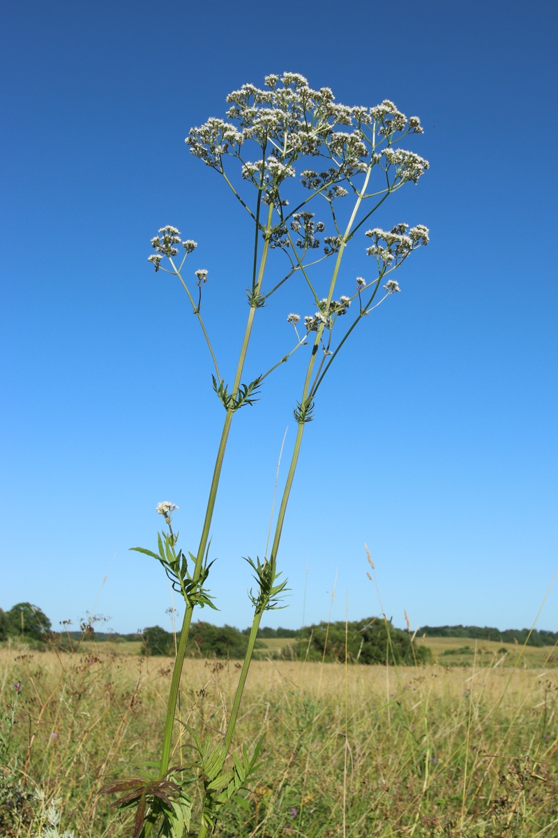 Image of Valeriana officinalis specimen.
