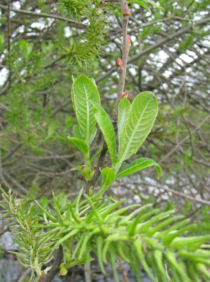 Image of Salix &times; puberula specimen.