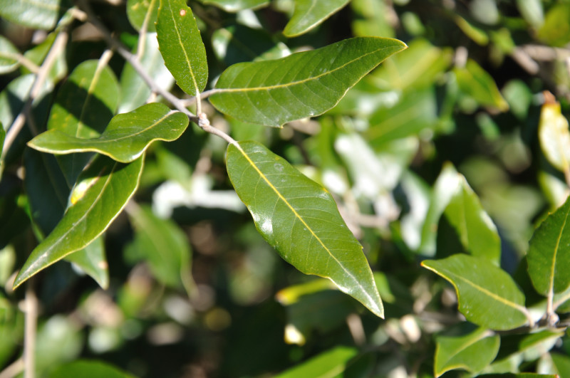 Image of Quercus ilex specimen.