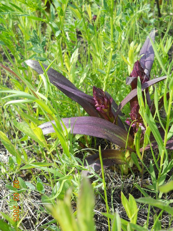 Изображение особи Dactylorhiza incarnata.