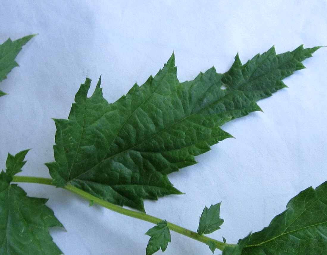 Image of Filipendula stepposa specimen.