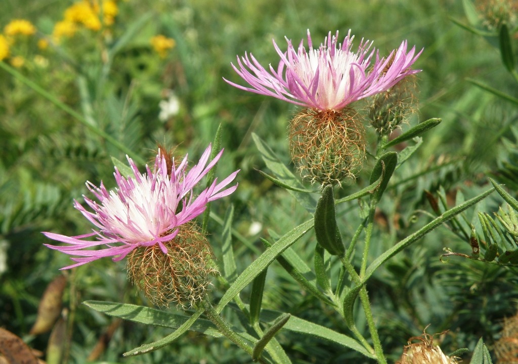 Изображение особи Centaurea trichocephala.