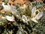 Astragalus rupifragus. Цветущее растение. Крым, Севастополь, Балаклава. 26 апреля 2009 г.