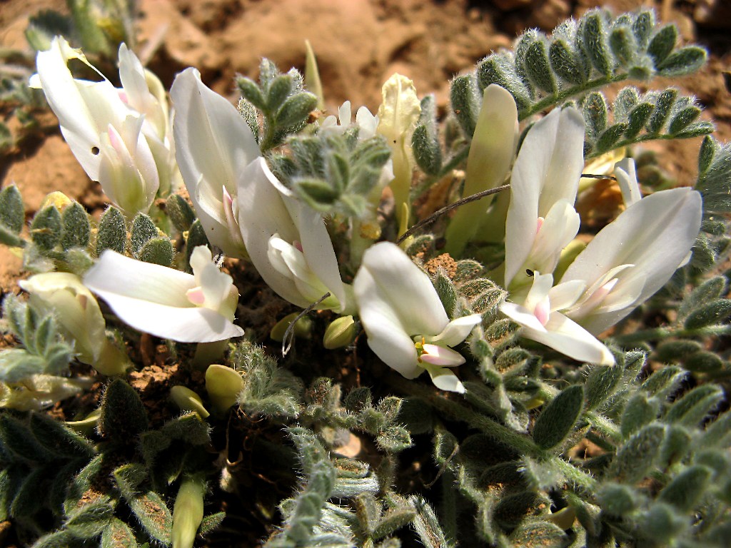 Image of Astragalus rupifragus specimen.