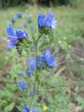 Echium vulgare